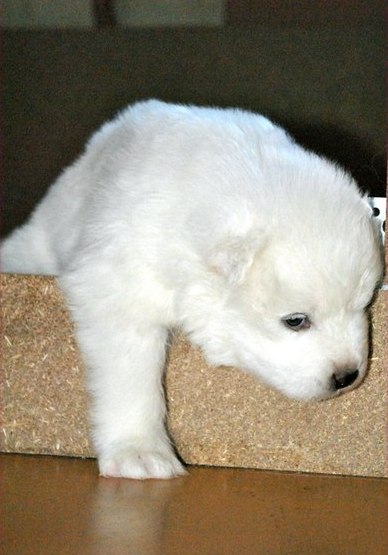 Satılık Samoyed