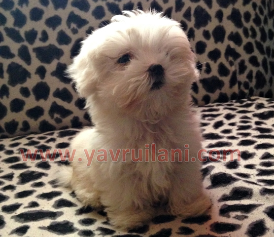 safkan maltese terrier