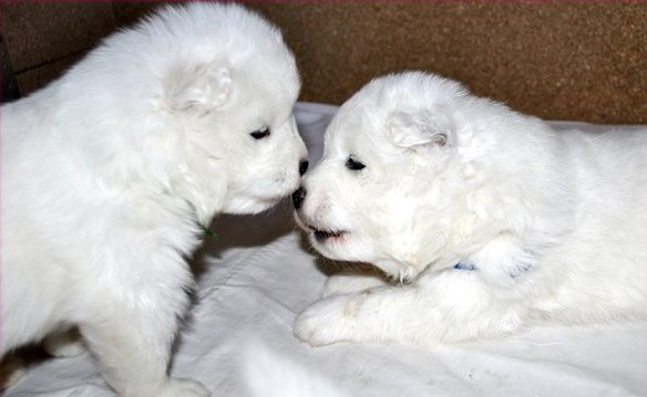 İstanbul Satılık Samoyed