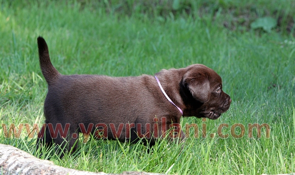 chocolate labrador retriever