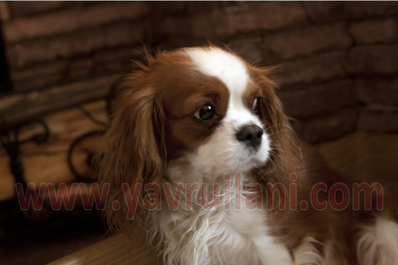 satılık cavalier king charles yavruları