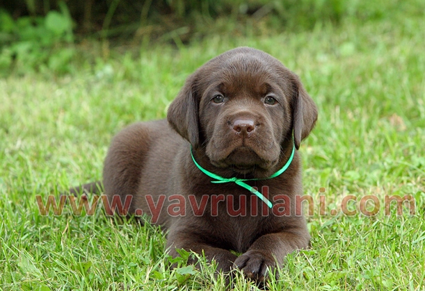 chocolate labrador retriever