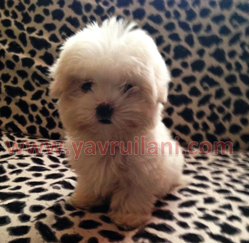 safkan maltese terrier