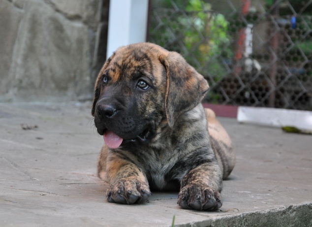 safkan presa canario