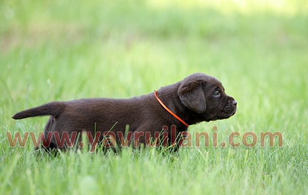 chocolate labrador retriever