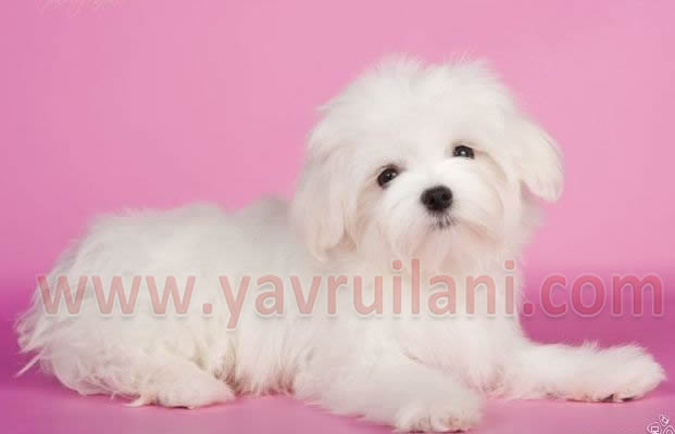 Antalya Satılık maltese terrier