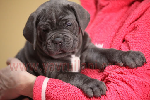 bursa Satılık Cane Corso