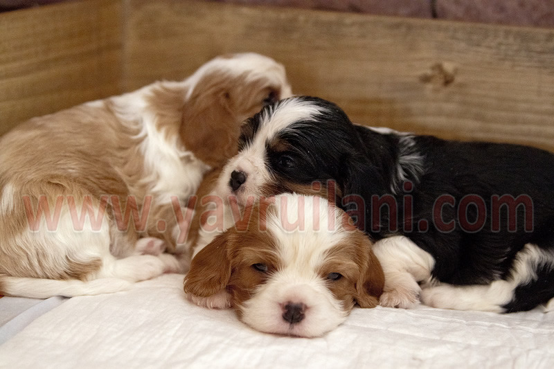 satılık cavalier king charles İzmir