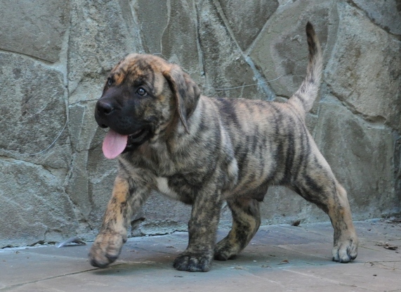 safkan presa canario