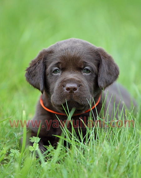 chocolate labrador retriever