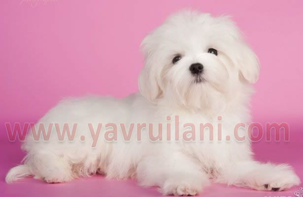 İzmir Satılık Maltese Terrier