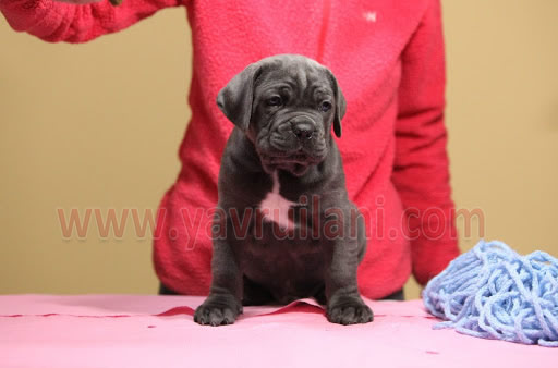 istanbul Satılık Cane Corso