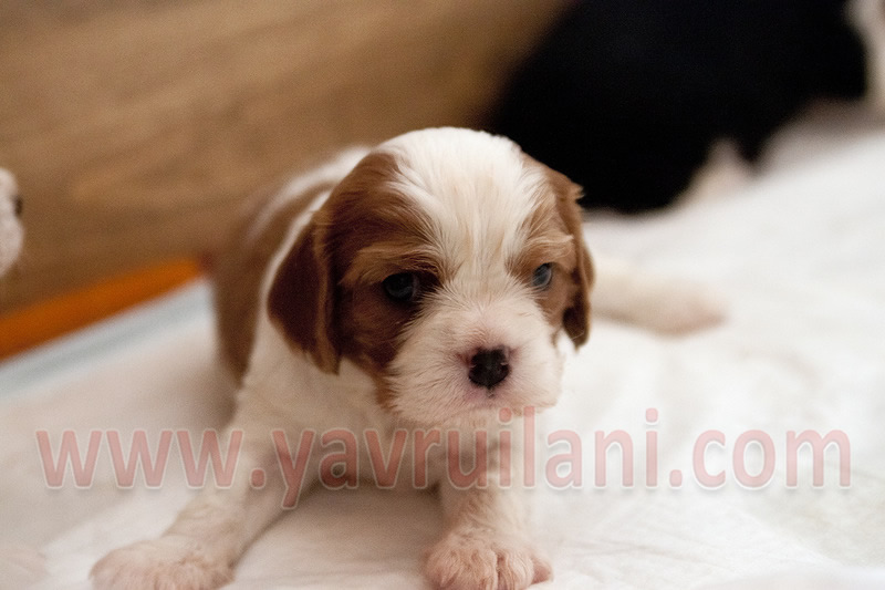 satılık cavalier king charles Ankara