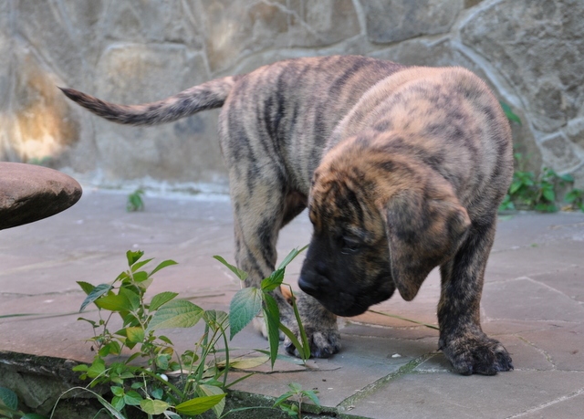 safkan presa canario