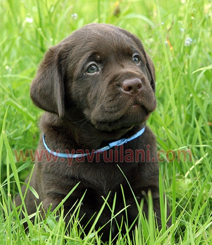 chocolate labrador retriever