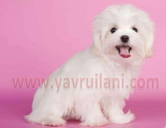 Ankara Satılık maltese terrier