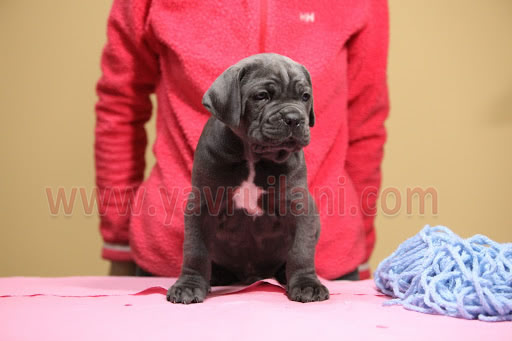 ankara Satılık Cane Corso