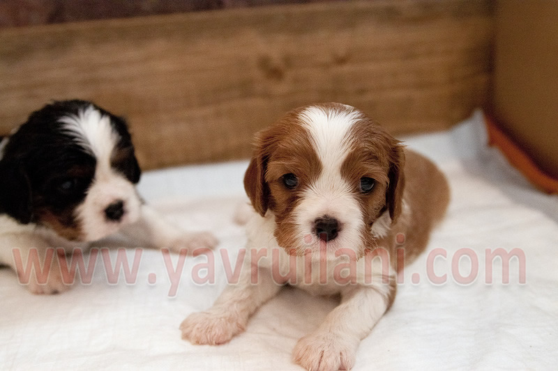 satılık cavalier king charles spaniel