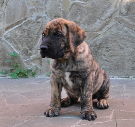 safkan presa canario