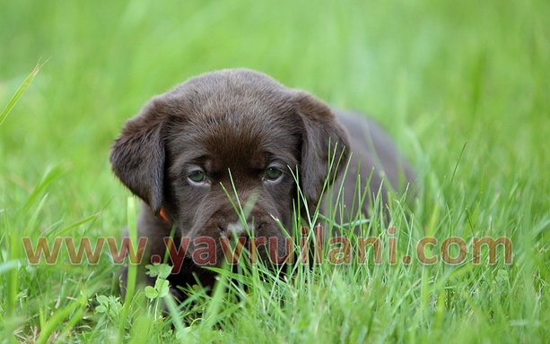 chocolate labrador retriever