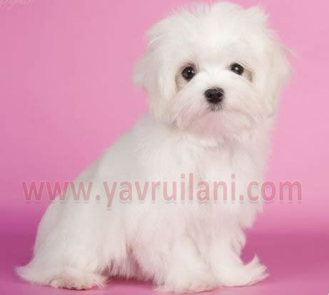 İstanbul Satılık Maltese Terrier