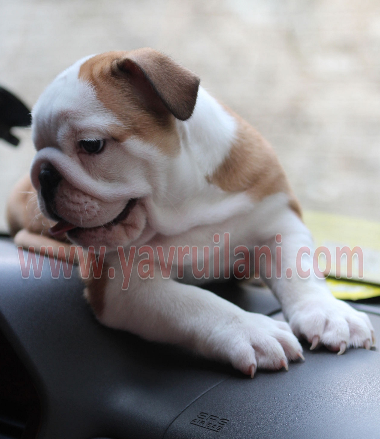 Satılık ingiliz bulldog yavruları