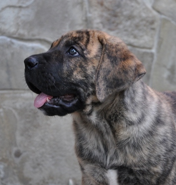 safkan presa canario