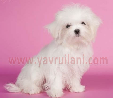 Satılık Maltese Terrier