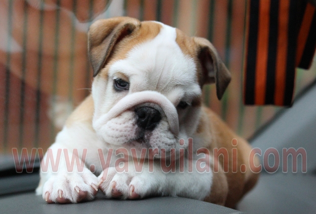 ingiliz bulldog