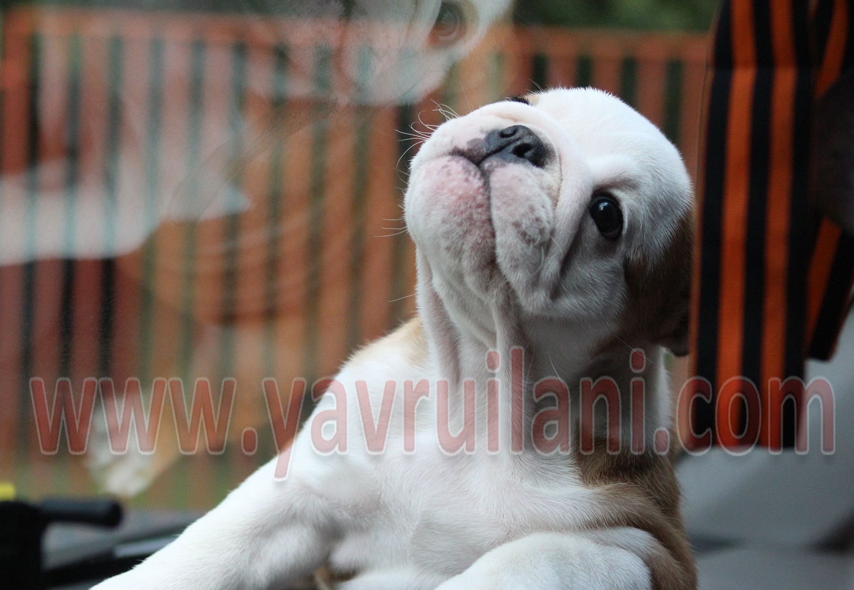 İzmir Satılık ingiliz bulldog yavruları