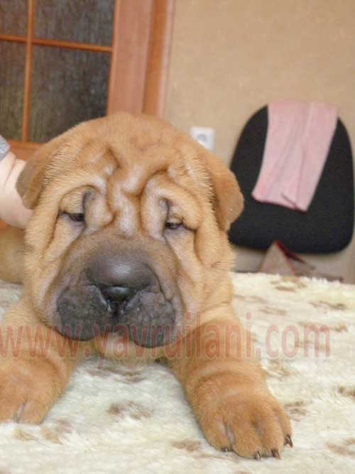 Satılık sharpei yavruları fiyatları bursa