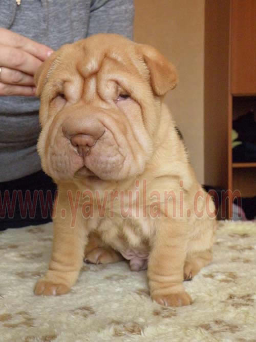 Satılık sharpei yavruları fiyatları