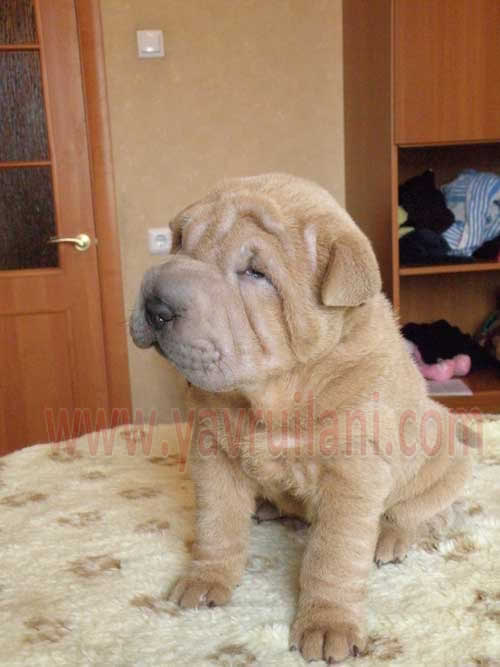 Satılık sharpei yavruları fiyatları ankara