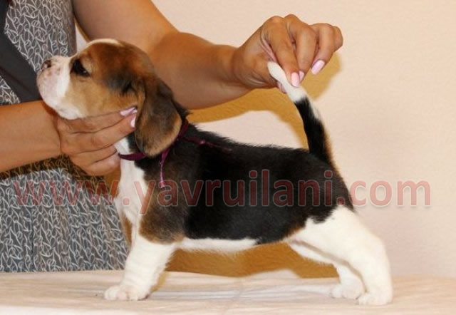 Ankara satılık elizabeth beagle