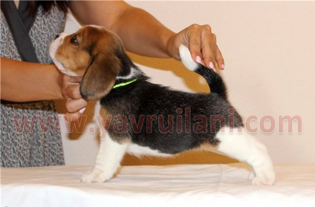 istanbul satılık elizabeth beagle