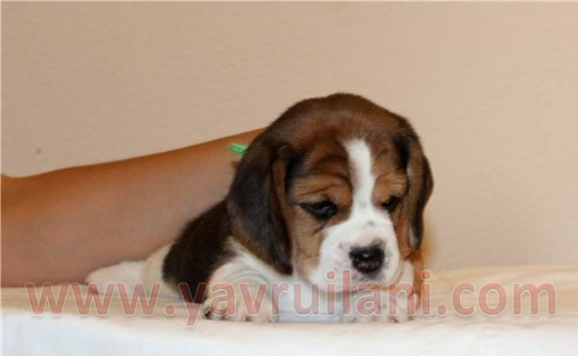 satılık beagle yavruları istanbul