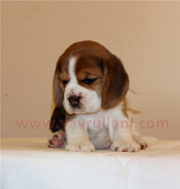 Satilik Safkan Elizabeth Beagle Yavru Kopek Ilanlari