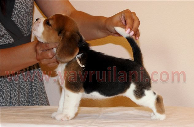 satılık beagle yavruları ankara