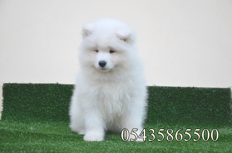 yavru samoyed