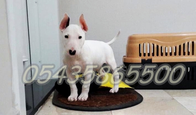 satılık bull terrier