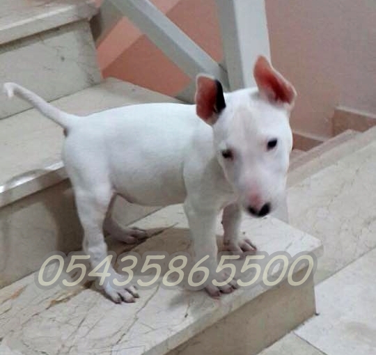 yavru bull terrier