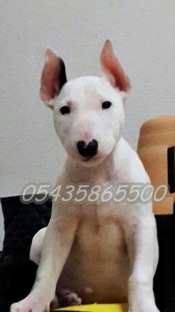 koç burun bull terrier