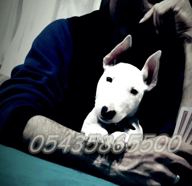 satılık koç burun bullterrier