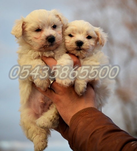 yavru maltese terrier