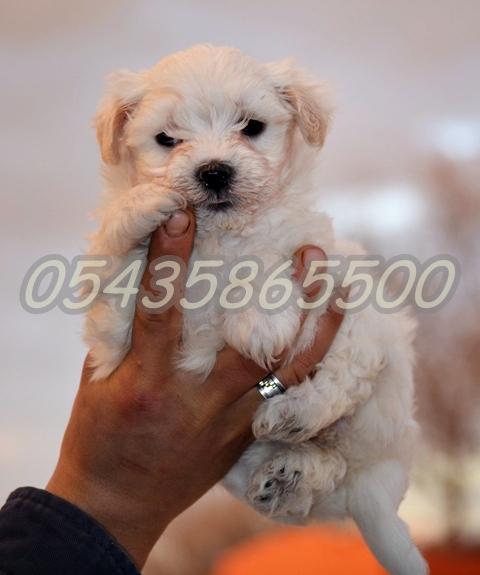 satılık maltese terrier