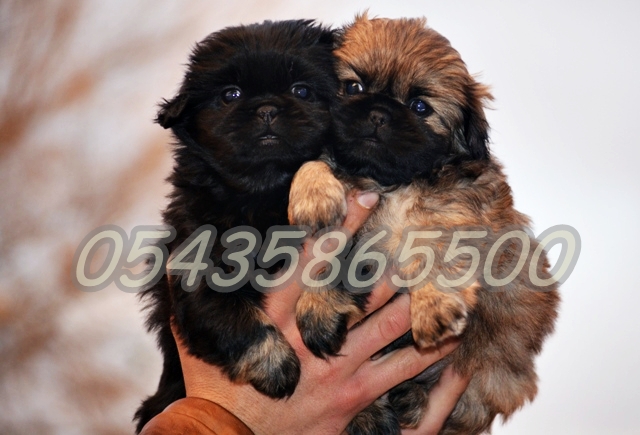 pekines fiyatları