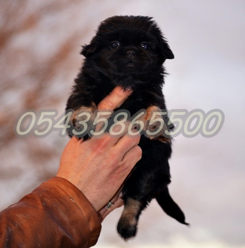 kahve pekines