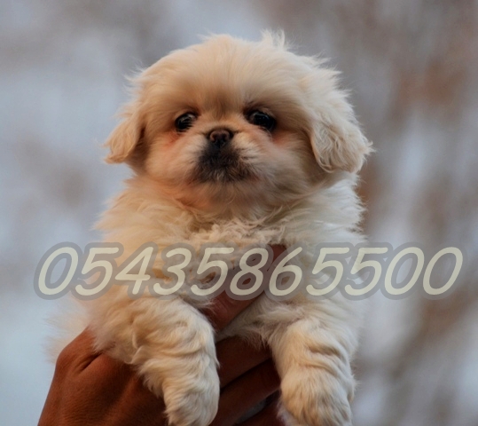 beyaz pekines fiyatları