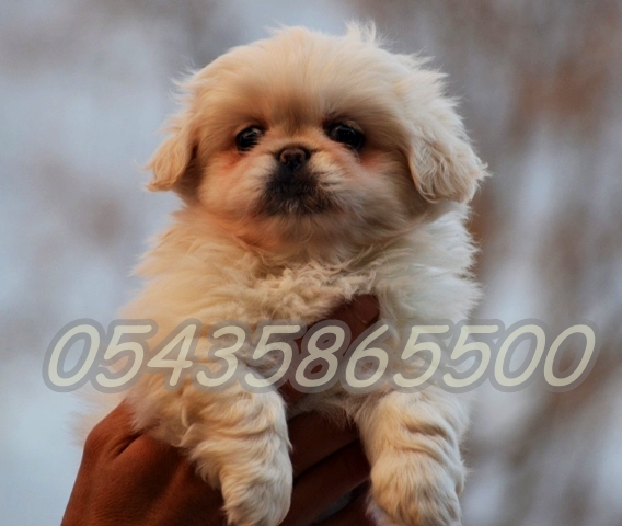 Beyaz Pekines