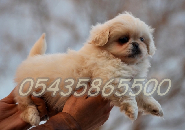 yavru beyaz pekines